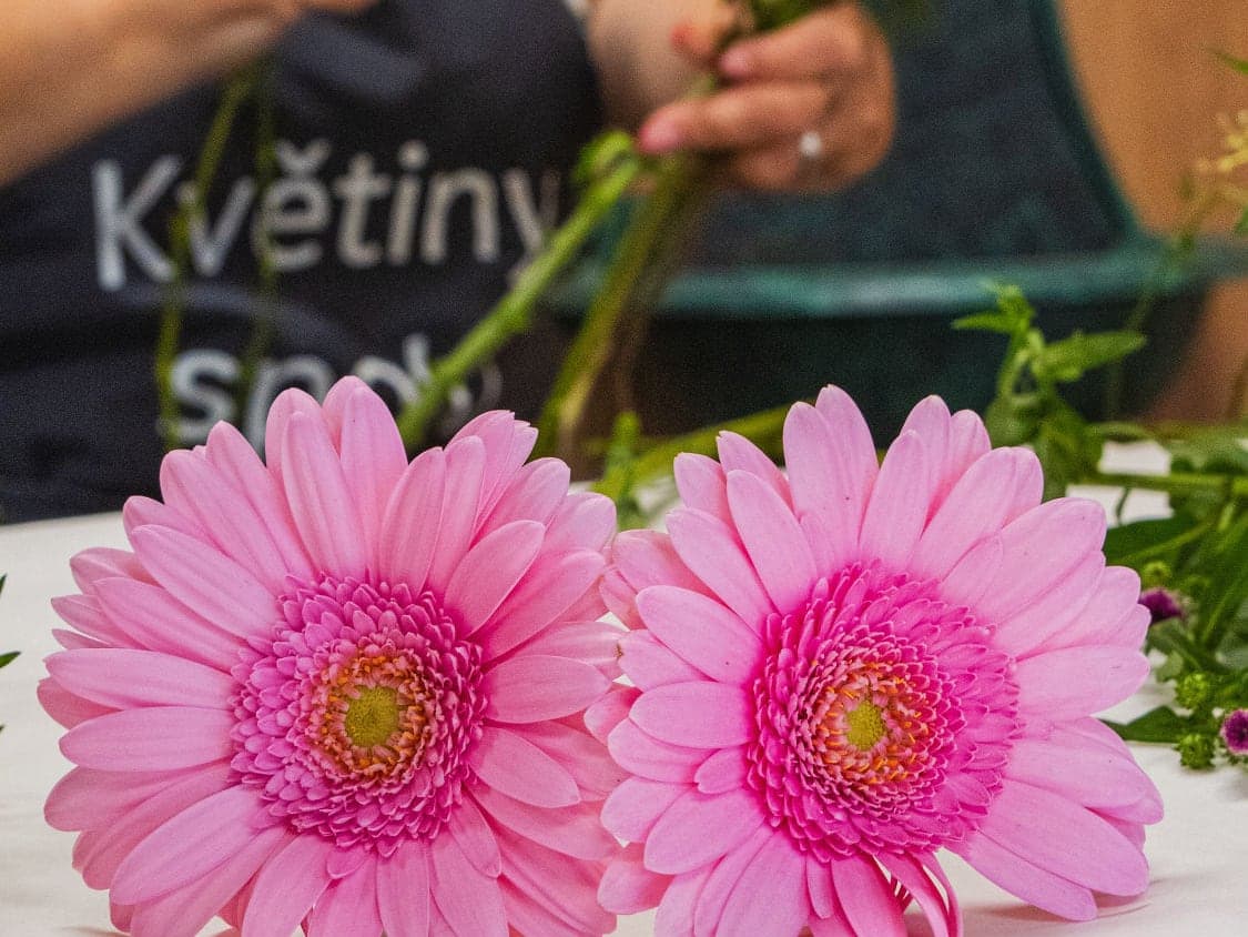 Floristka Květiny spolu při práci, v popředí růžové gerbery na stole